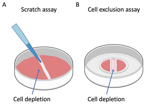 scratch test cell migration protocol|In vitro scratch assay: a convenient and inexpensive method for .